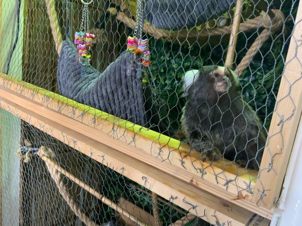 Hugo behind enclosure wire before rescue