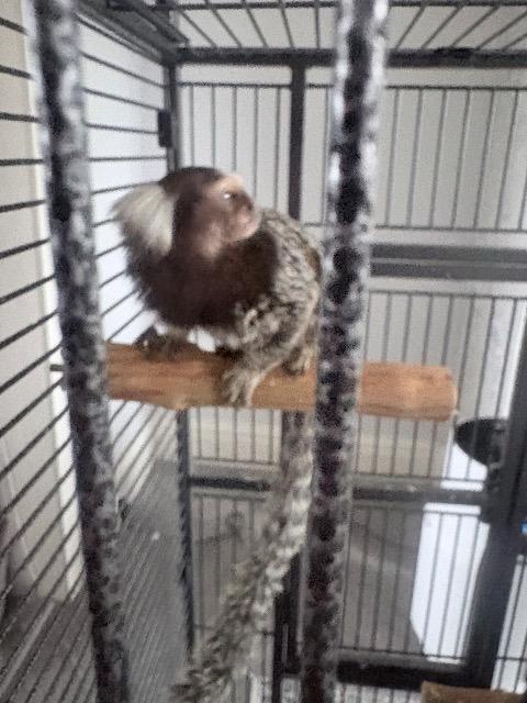 Worm in a small cage before rescue